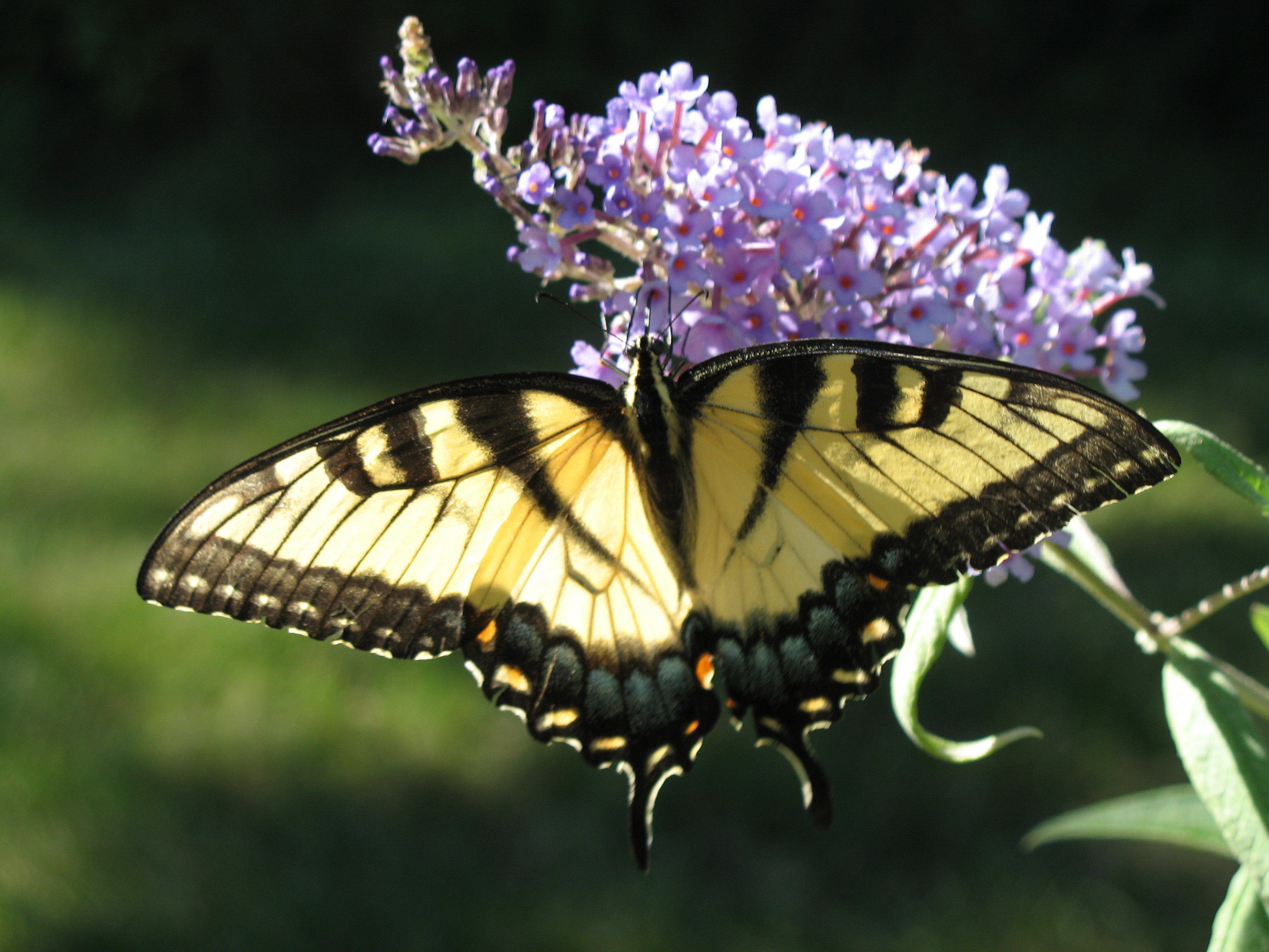 Butterflies | Nature Freak